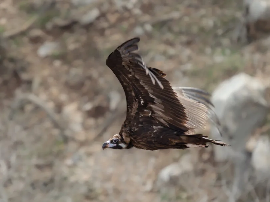Cinereous Vulture