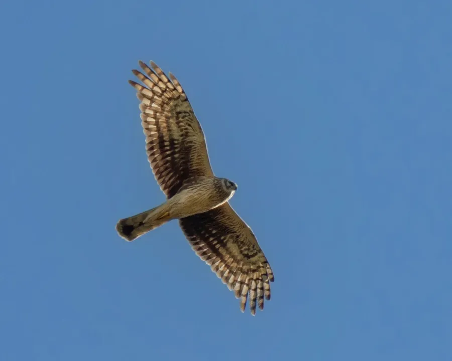 Hen Harrier