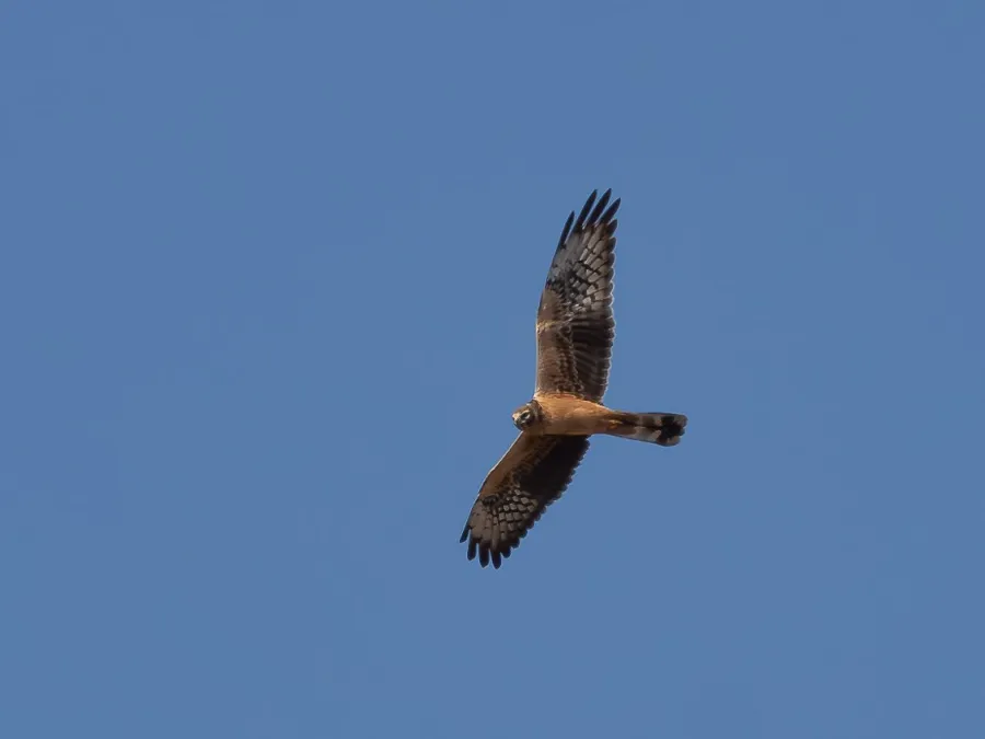 Pallid Harrier
