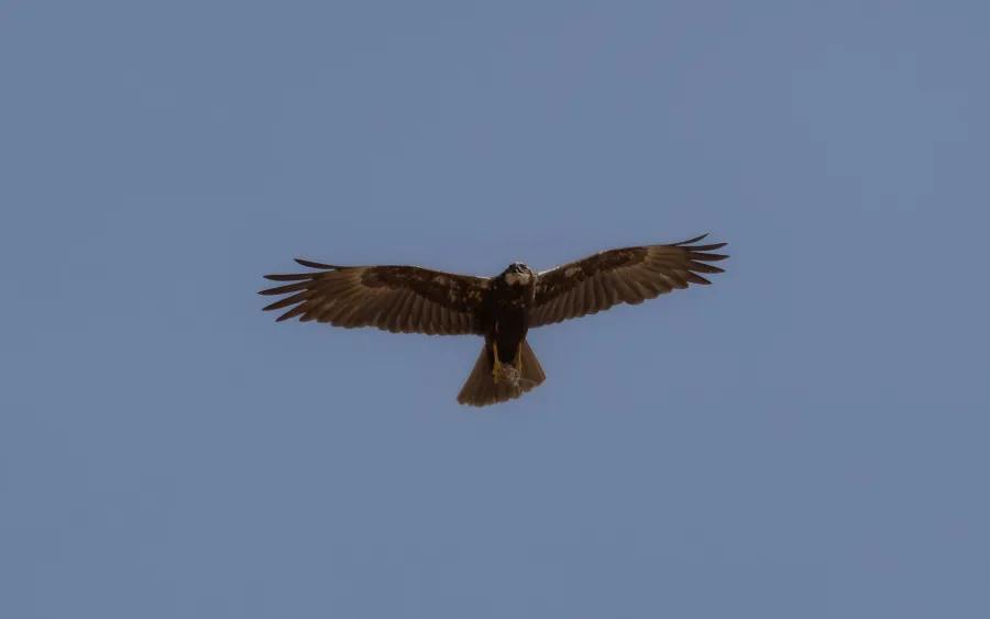 Western Marsh Harrier