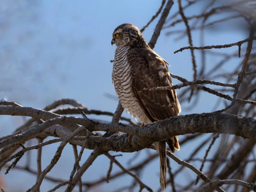 Eurasian Sparrowhawk