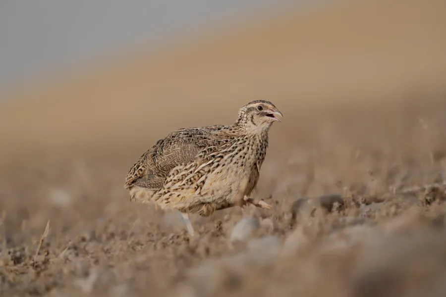 Common Quail