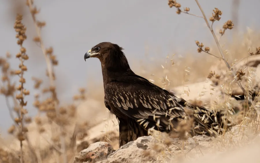 Greater Spotted Eagle