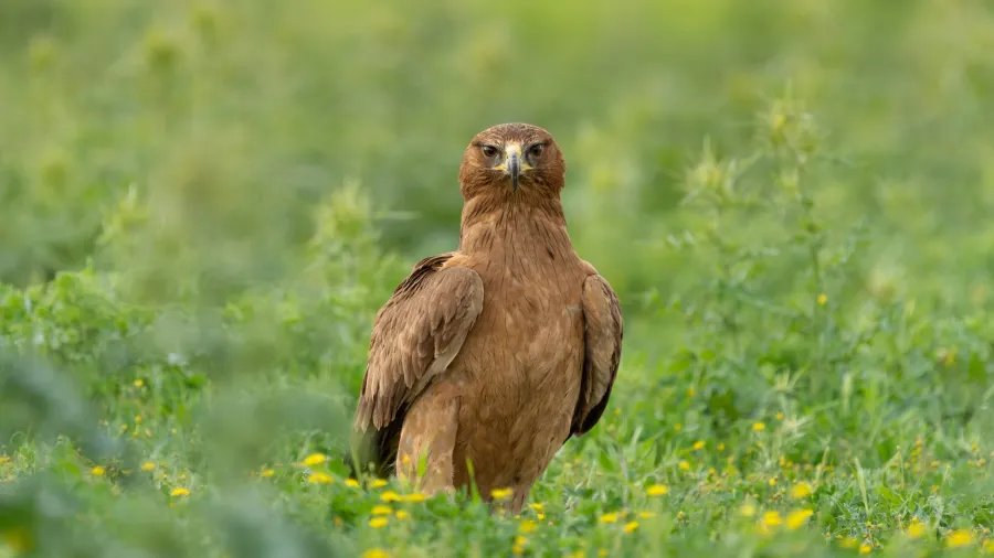 Bonelli’s Eagle