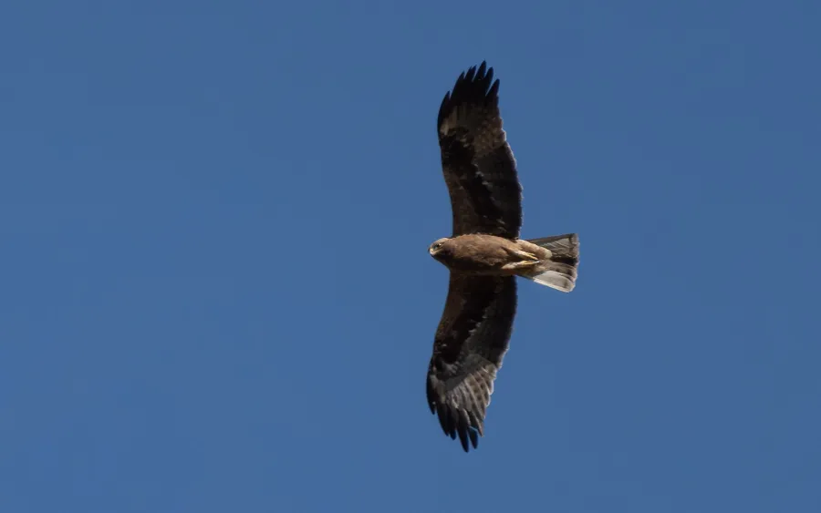 Booted Eagle