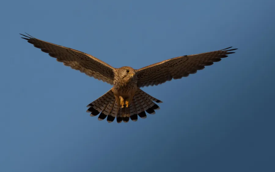 Common Kestrel