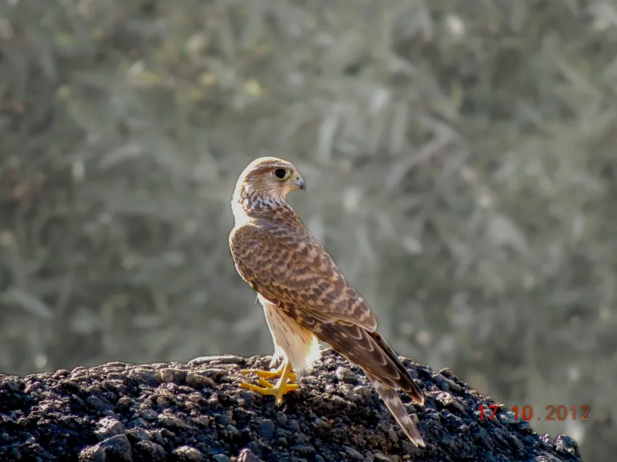 Merlin
