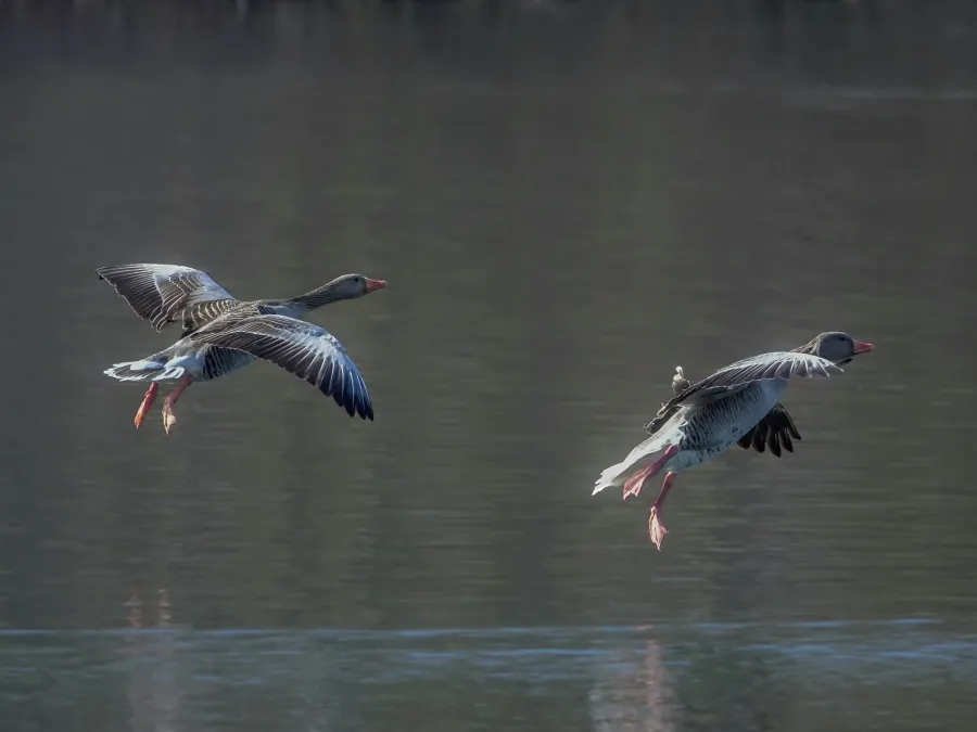 Eastern Greylag Goose