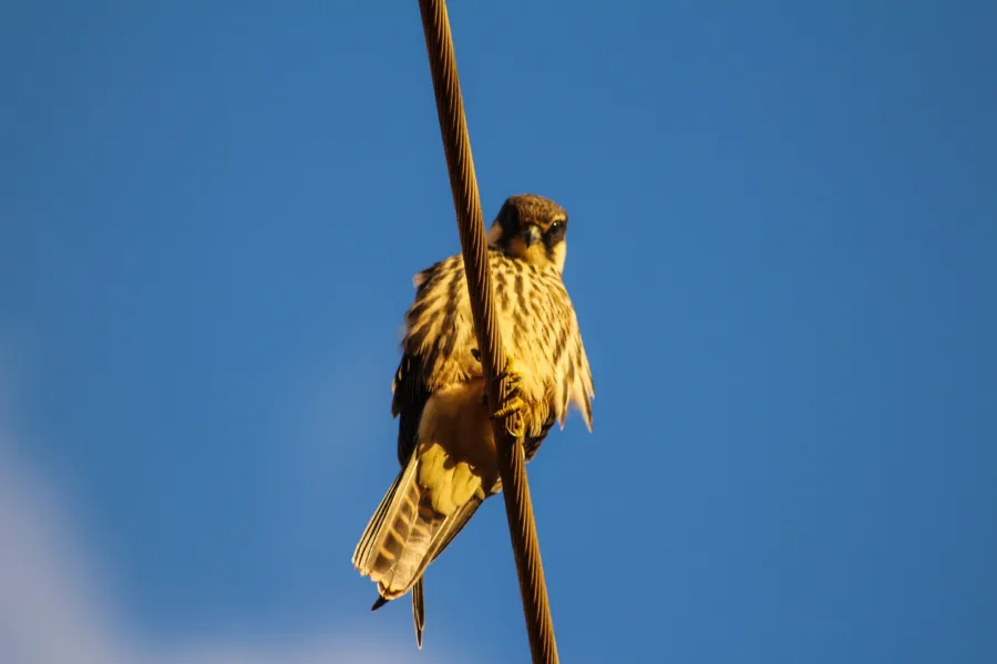 Eurasian Hobby