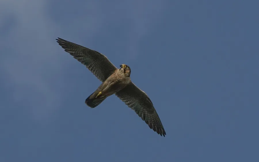 Barbary Falcon