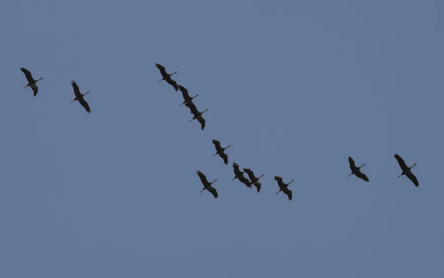 Common Crane