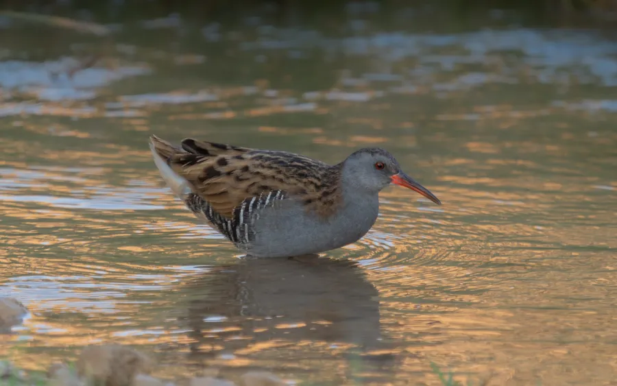 Water Rail