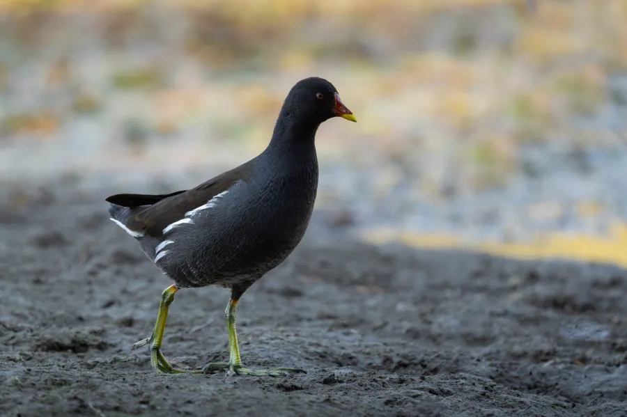 Common Moorhen