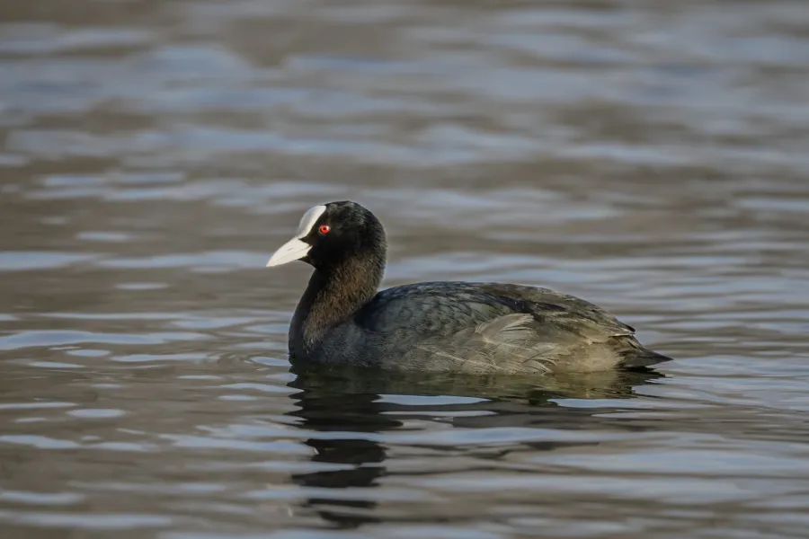 Eurasian Coot