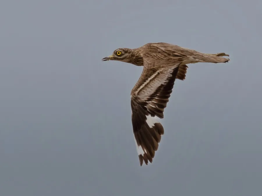 Eurasian Stone-curlew