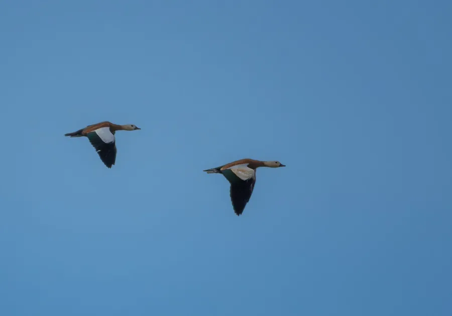 Ruddy Shelduck