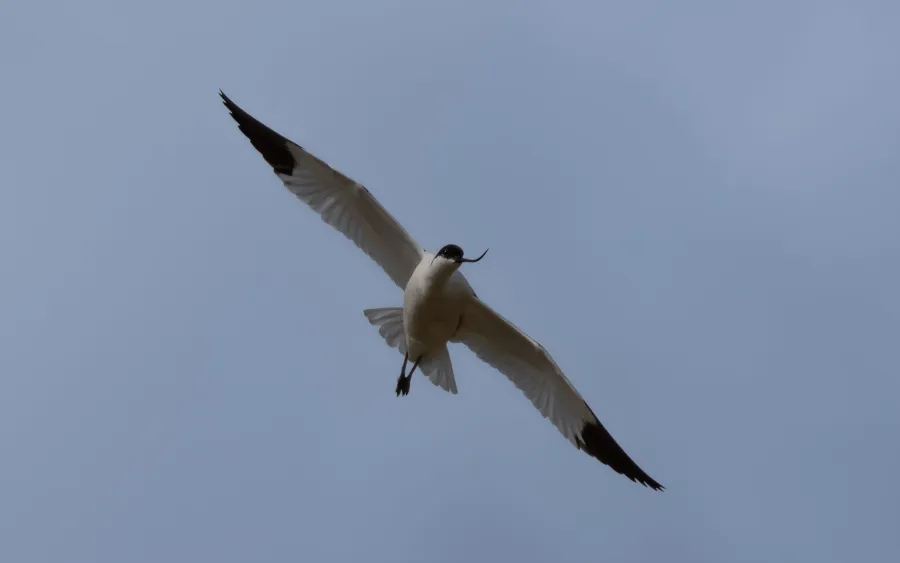 Pied Avocet