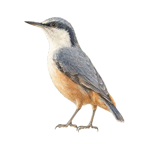 Eastern Rock Nuthatch