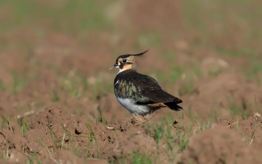 Northern Lapwing