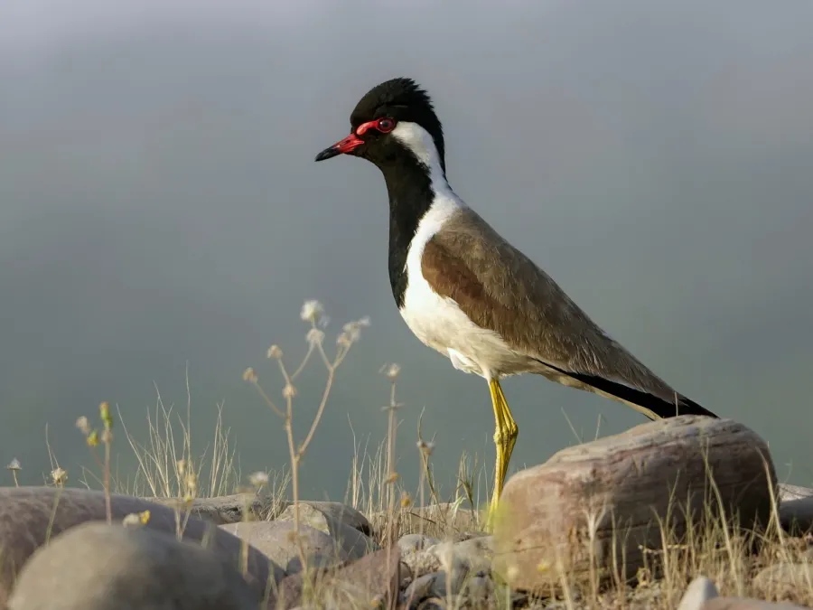 Red-wattled Lapwing