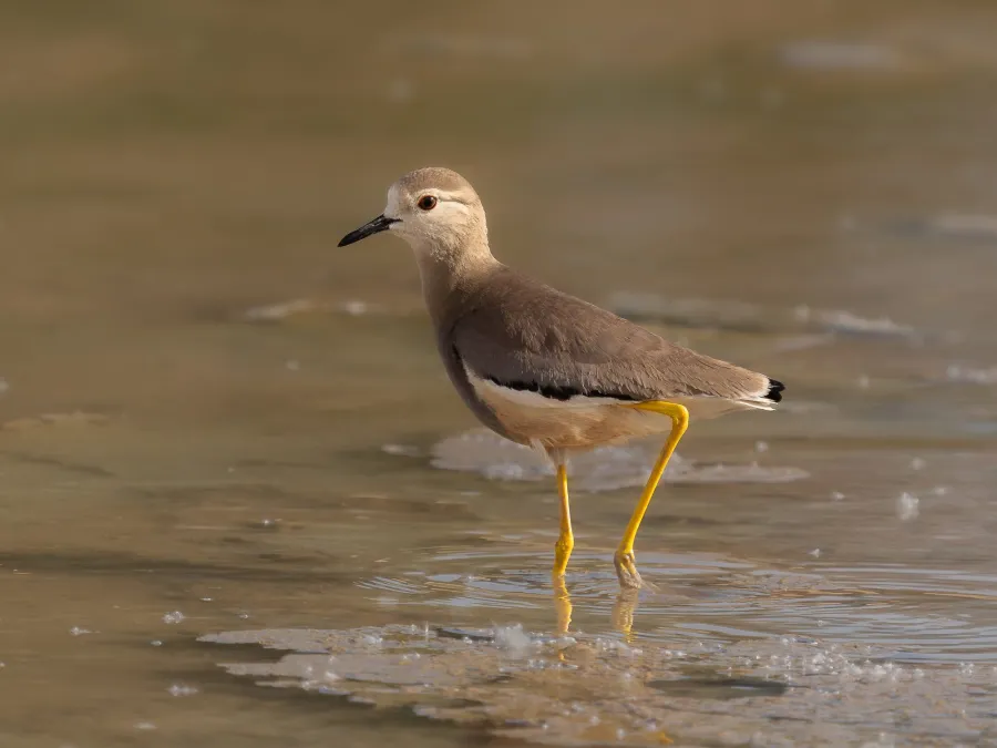 White-tailed Lapwing