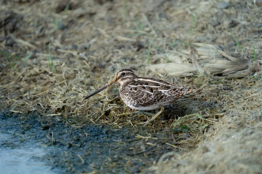 Common Snipe