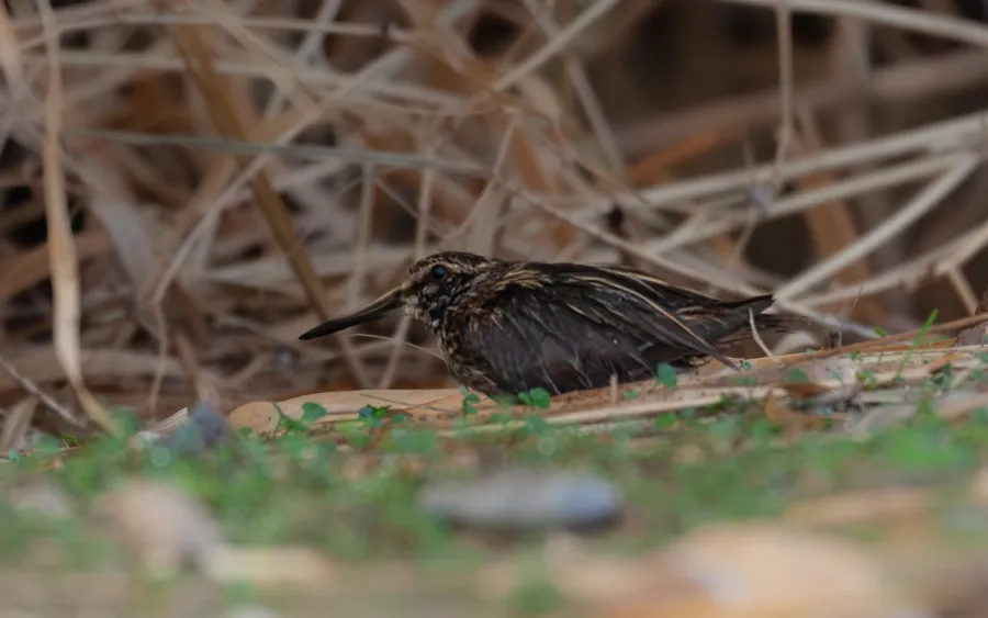 Eurasian Woodcock