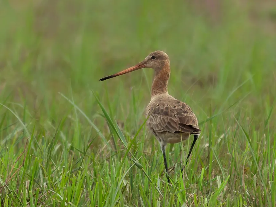 Black-tailed Godwit
