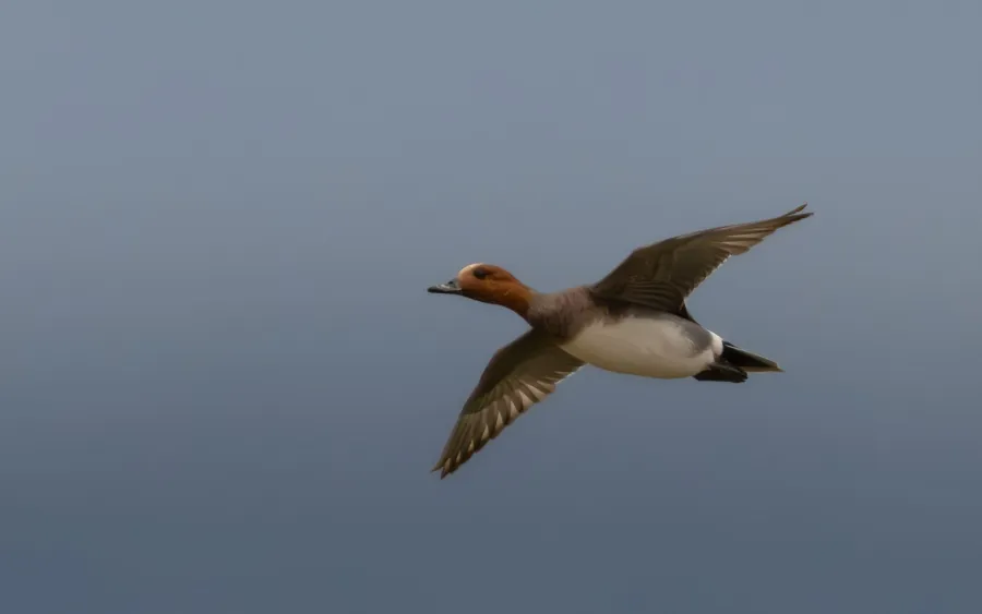 Eurasian Wigeon