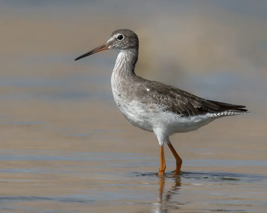 Common Redshank