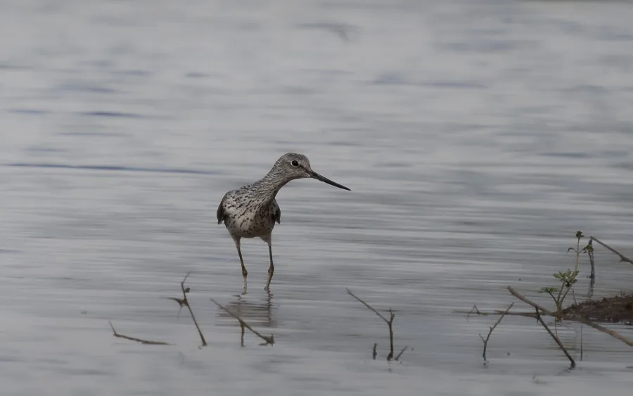 Common Greenshank