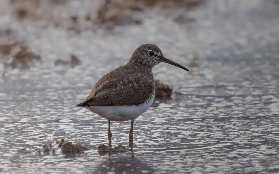 Green Sandpiper