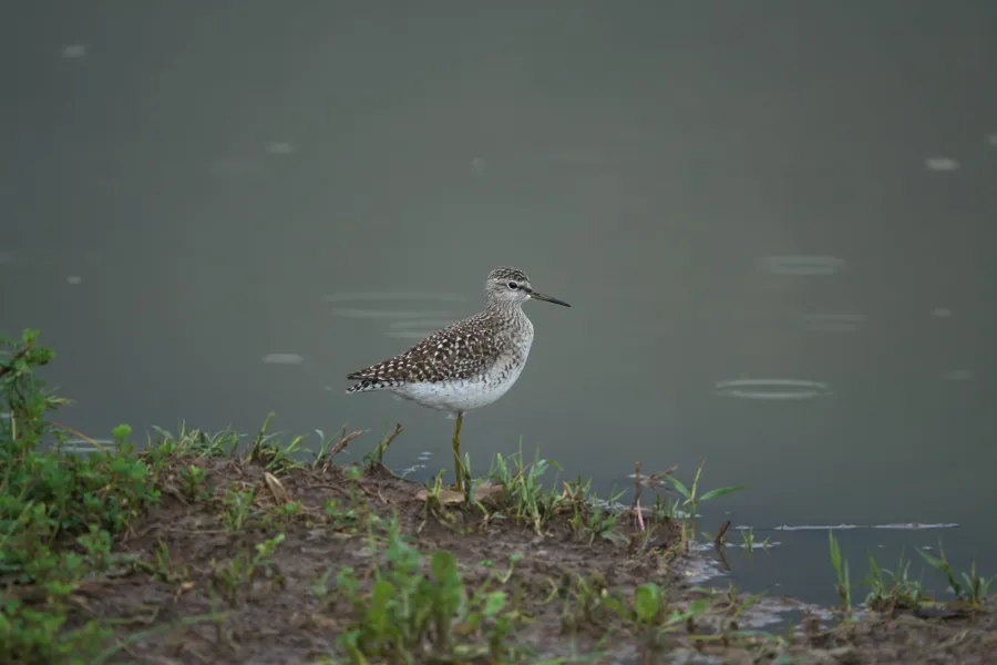 Wood Sandpiper