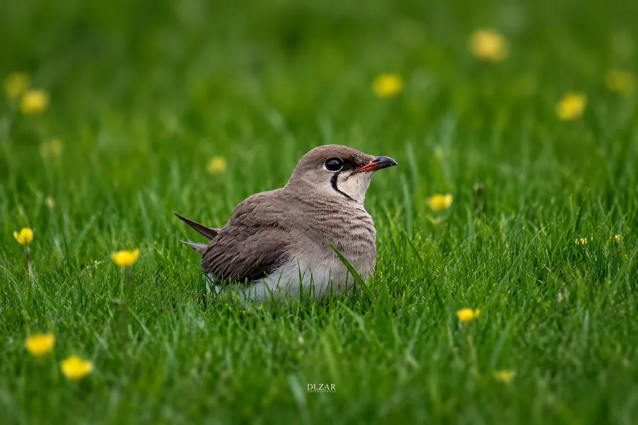 Collared Pratincole
