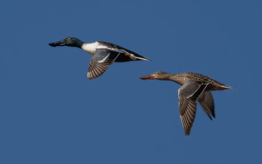 Northern Shoveler