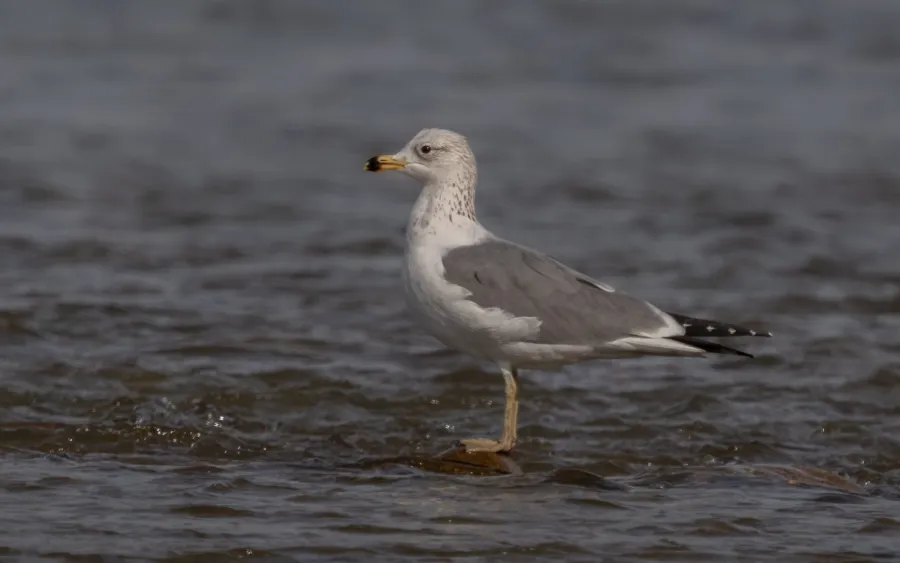 Armenian Gull