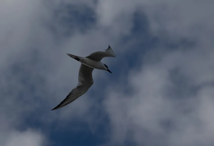 Gull-billed Tern