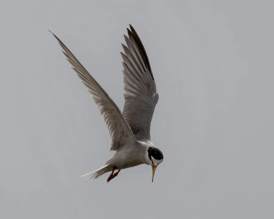 Little Tern