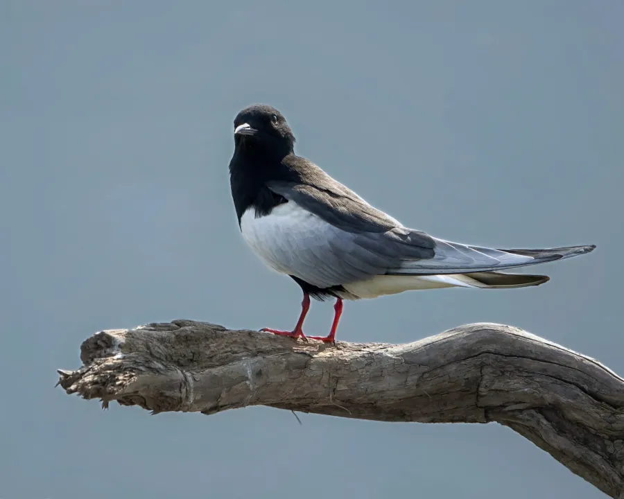 White-winged Tern