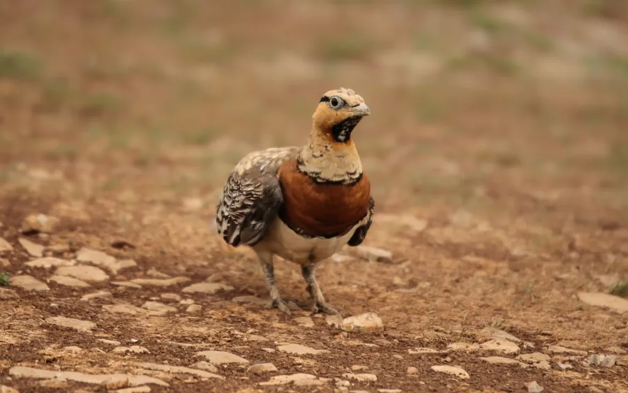 Pin-tailed Sandgrouse