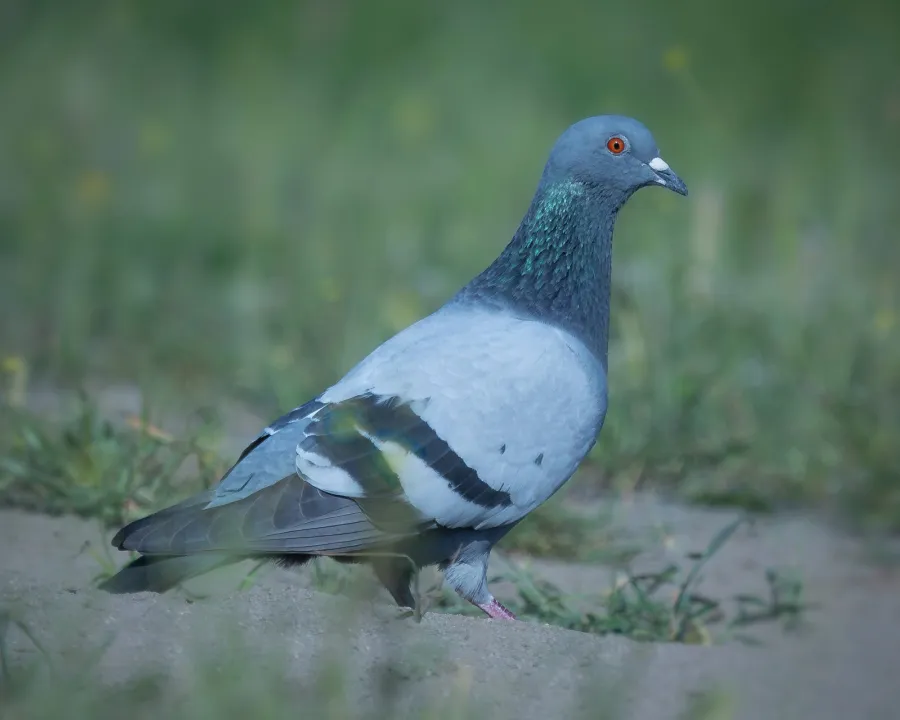 Rock Dove