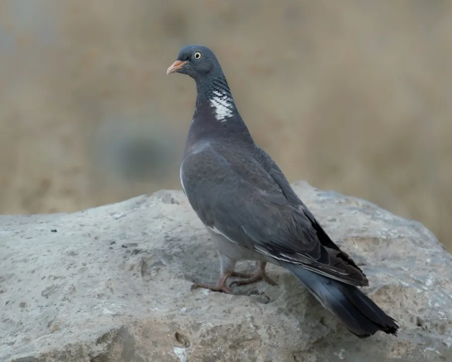 Common Woodpigeon