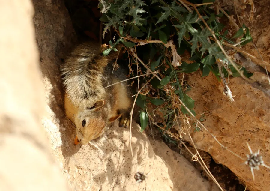 Caucasian Squirrel