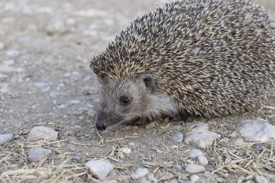 Southern White-Breasted Hedgehog