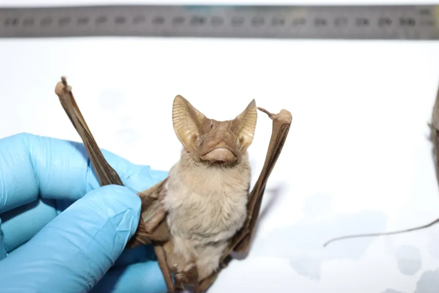 Lesser mouse-tailed bat