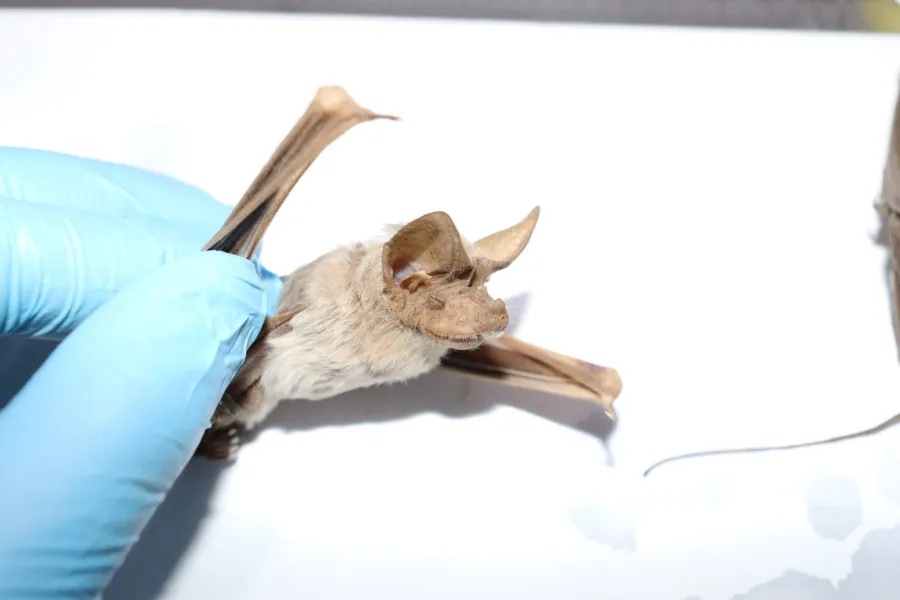 Lesser mouse-tailed bat