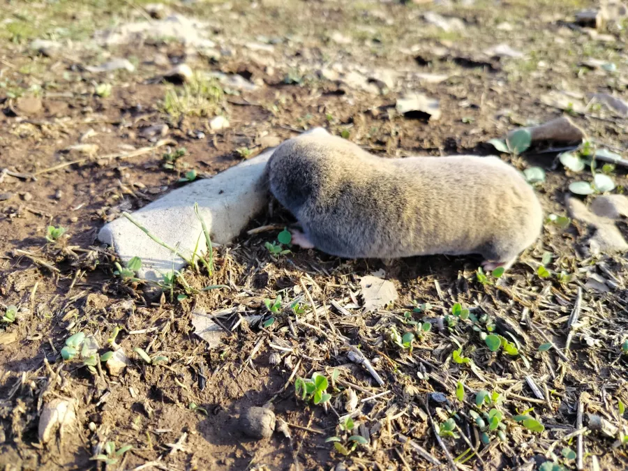 Middle East Blind Mole Rat