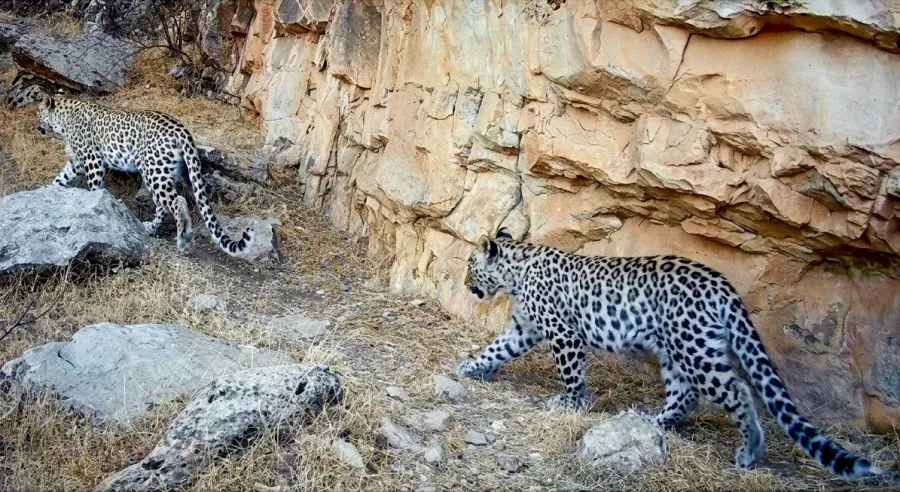 Zagrosian Leopard