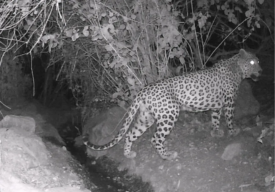 Zagrosian Leopard