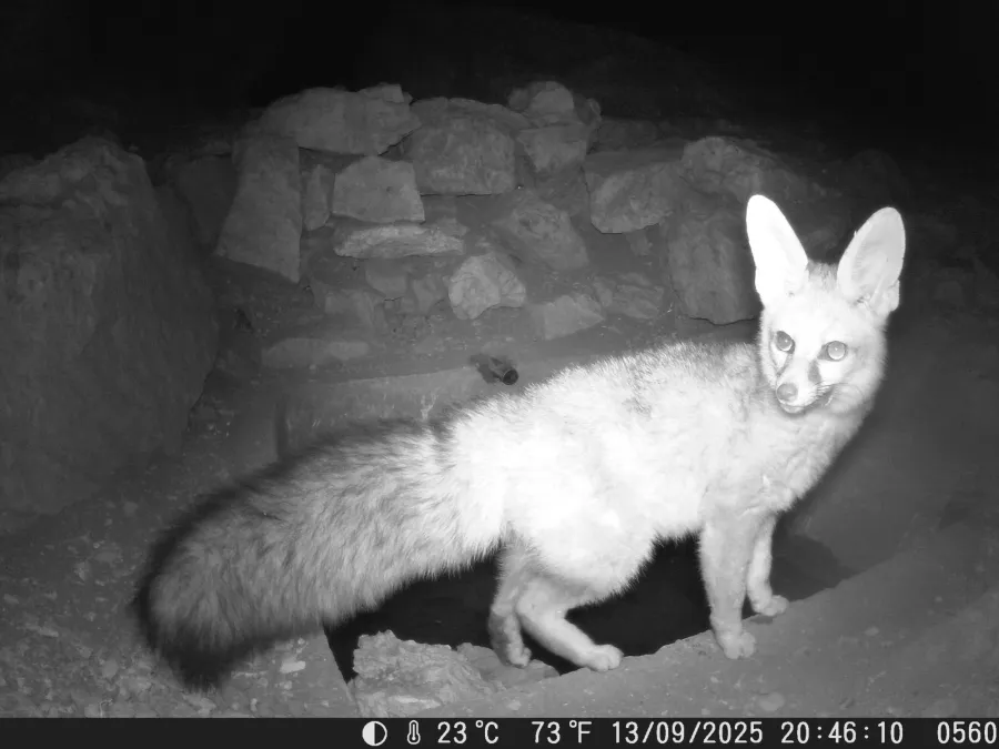 Blanford's fox